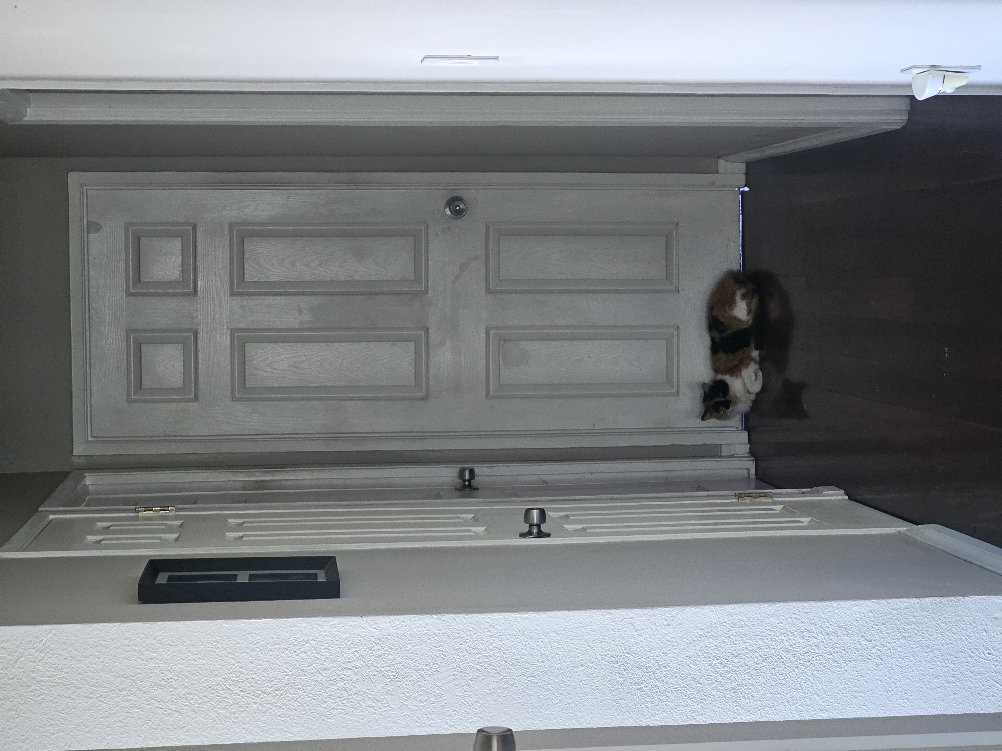 Door Dash Hazel